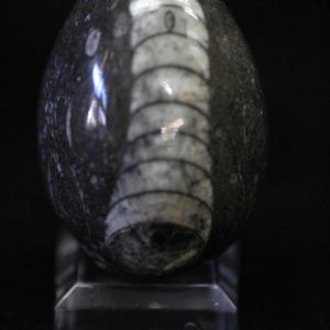 Fossil Egg Black - Medium-0