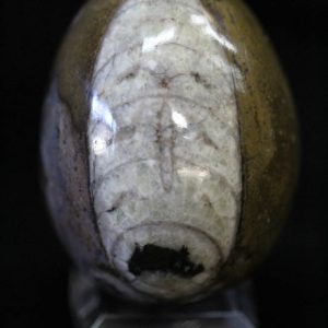Fossil Egg Brown - Medium-0