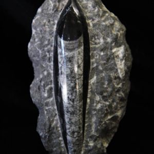 Orthoceras Plaque Small-0