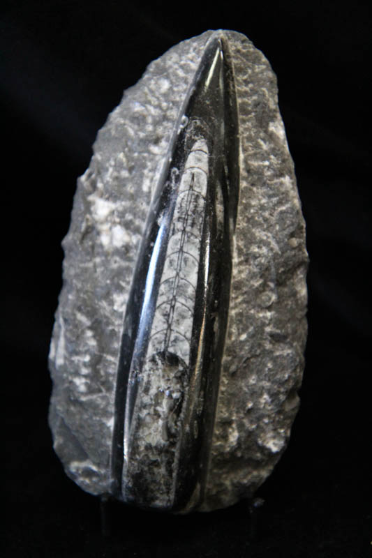 Orthoceras Plaque Small-0