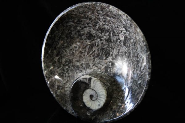 Ammonite Round Bowl Medium-1444