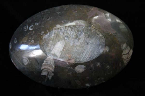 Ammonite Oval Bowl Medium-1447