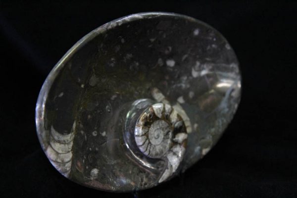 Ammonite Oval Bowl Medium-1446