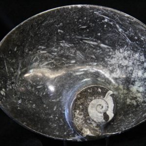Ammonite Oval Bowl Medium-0