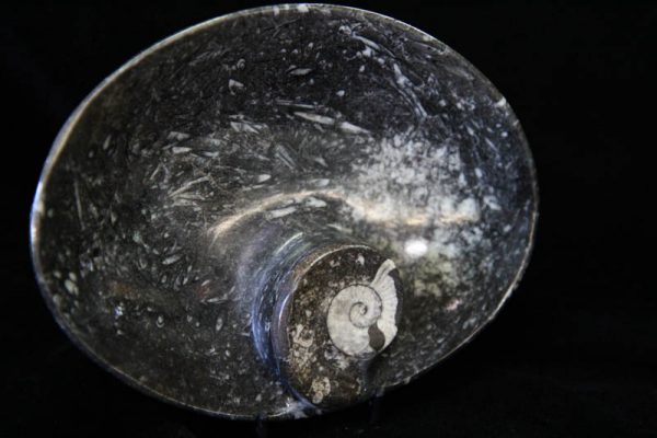 Ammonite Oval Bowl Medium-1449