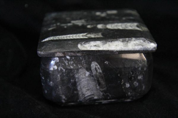 Fossil Container Square-1457
