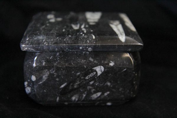 Fossil Container Square-1459