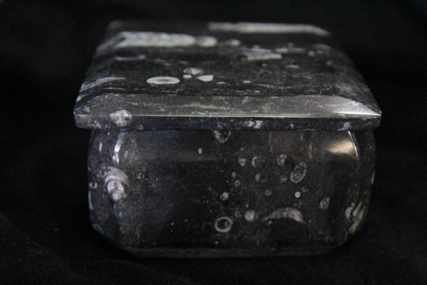 Fossil Container Square-1455