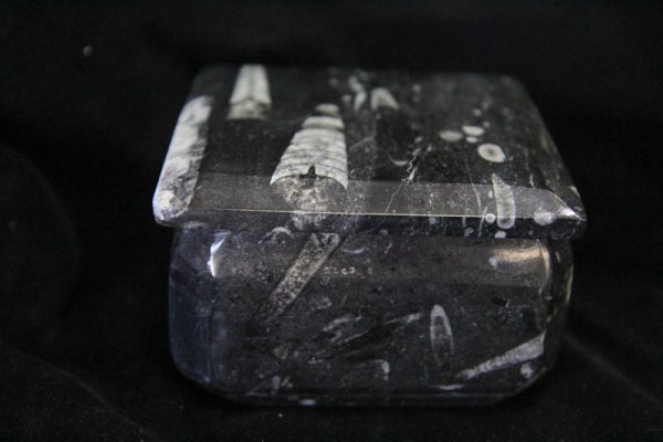 Fossil Container Square-1458