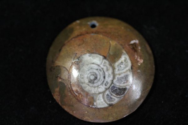 Ammonite Pendant X grade - Circle-0