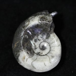 Ammonite Pendant - Black-0