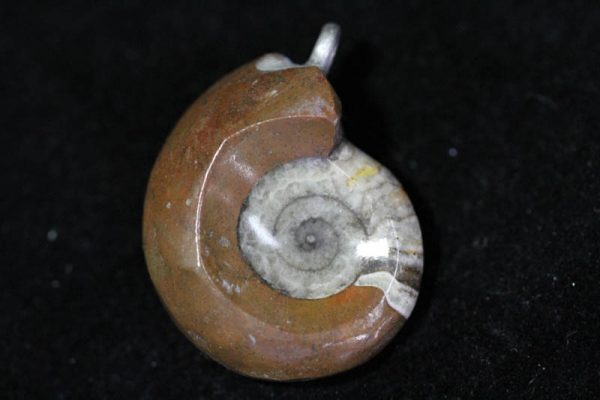 Ammonite Pendant - Brown-0
