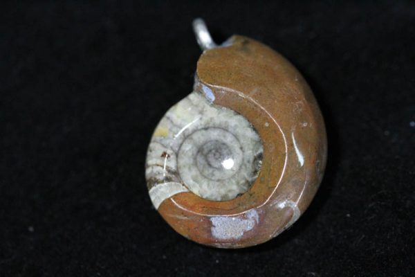 Ammonite Pendant - Brown-1493