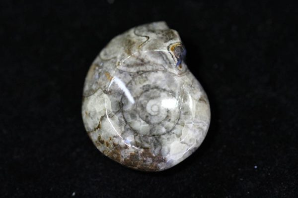 Ammonite - Goniatite-0