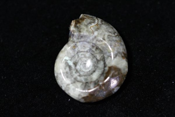 Ammonite - Goniatite-1499
