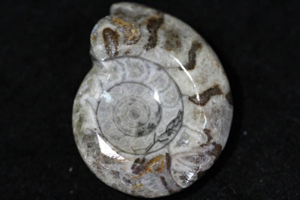 Ammonite - Goniatite-0