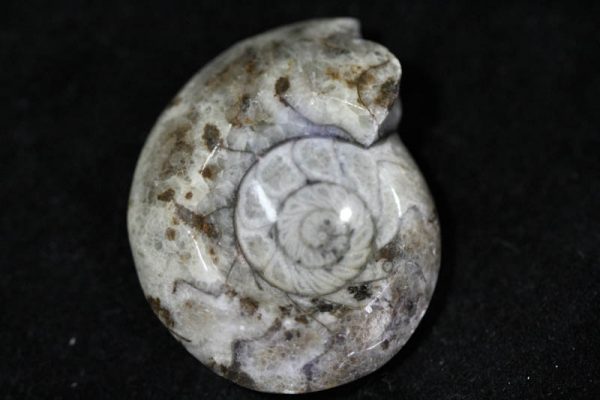Ammonite - Goniatite-1497