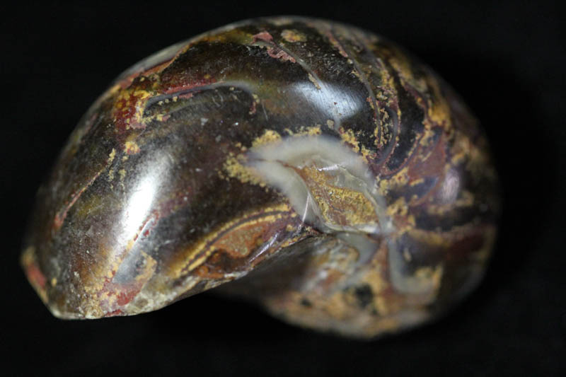 Nautilus - Cymatoceras-0
