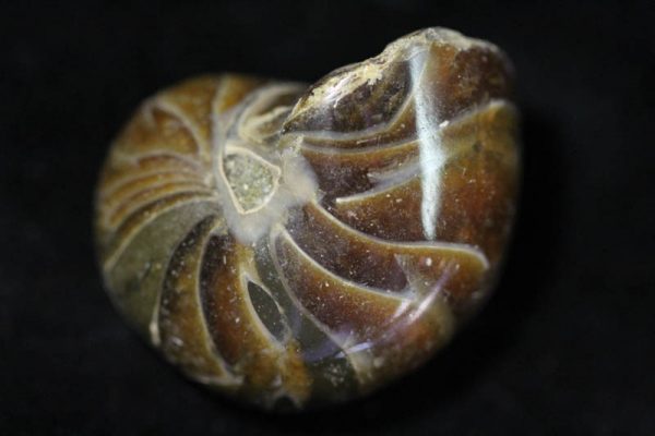 Nautilus - Cymatoceras-1504