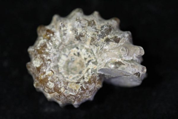 Ammonite - Douvilleiceras mammilatum -0