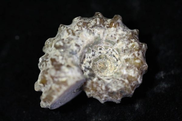 Ammonite - Douvilleiceras mammilatum -1509