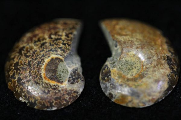 Cleoniceras Ammonite Halves - Super Mini-1514