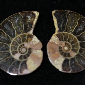 Cleoniceras Ammonite Halves - Super Mini-0