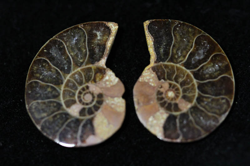 Cleoniceras Ammonite Halves - Super Mini-0