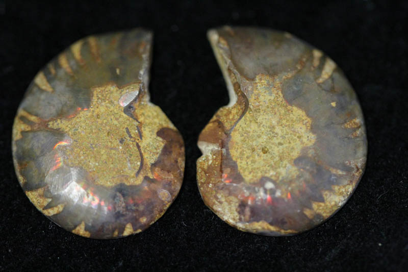 Cleoniceras Ammonite Halves - Super Mini-1517
