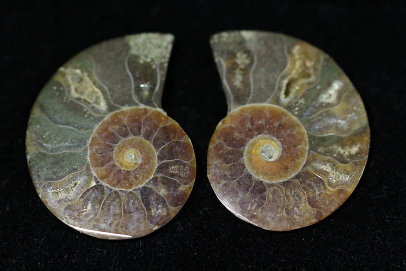 Cleoniceras Ammonite Halves - Super Mini-0