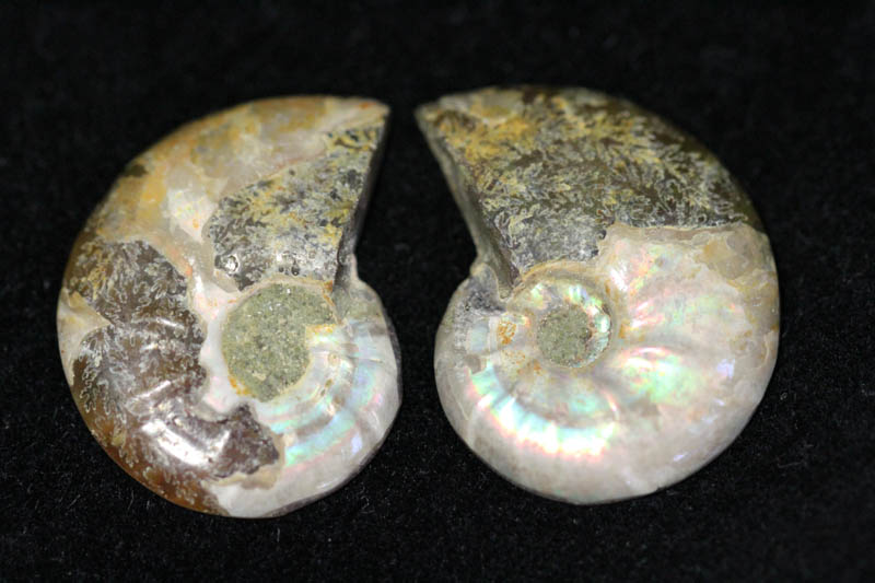 Cleoniceras Ammonite Halves - Super Mini-1519