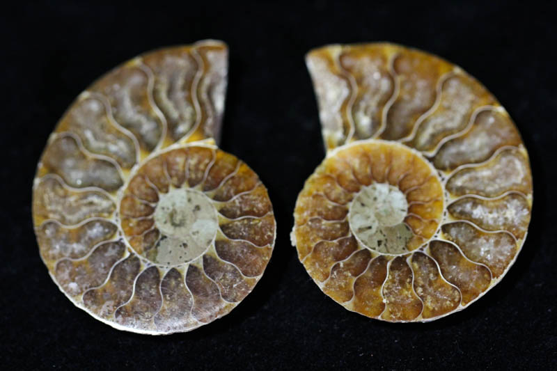 Cleoniceras Ammonite Halves - Super Mini-0