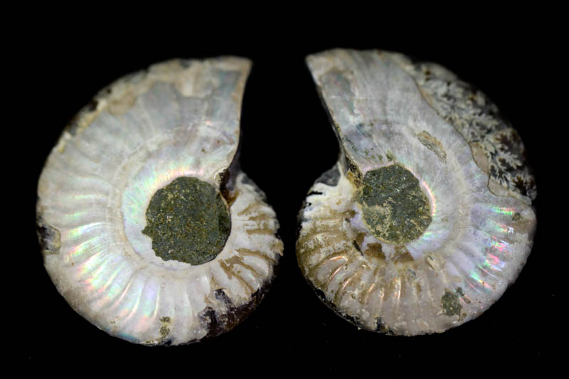 Cleoniceras Ammonite Halves - Super Mini-1520