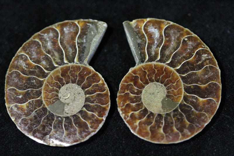 Cleoniceras Ammonite Halves - Super Mini-0