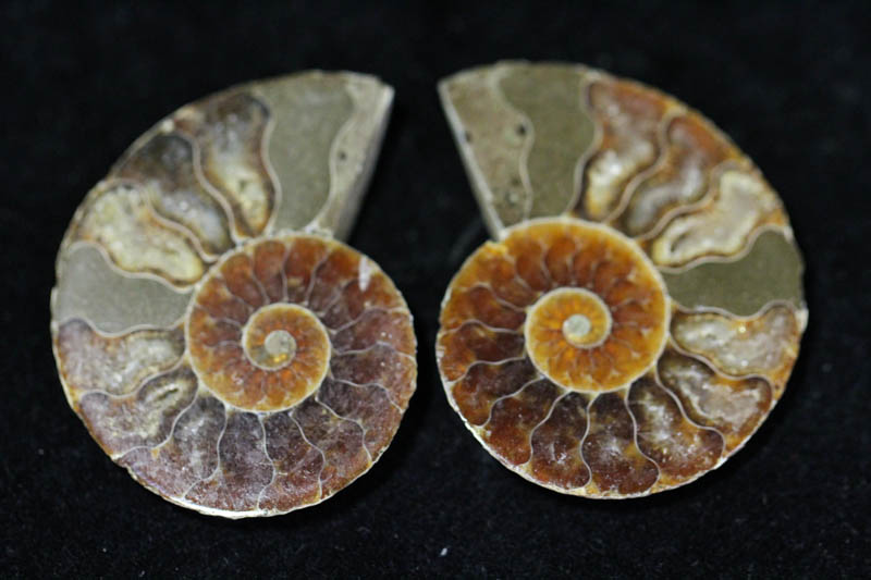 Cleoniceras Ammonite Halves - Super Mini-0