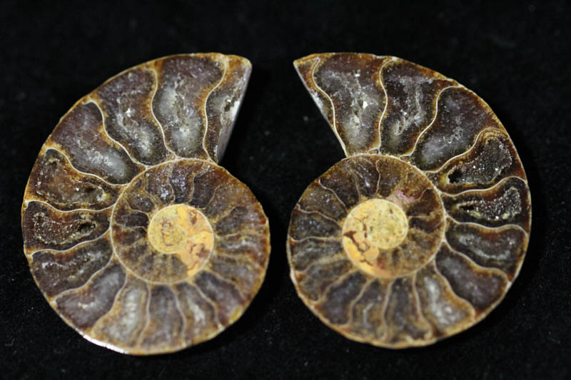 Cleoniceras Ammonite Halves - Super Mini-0