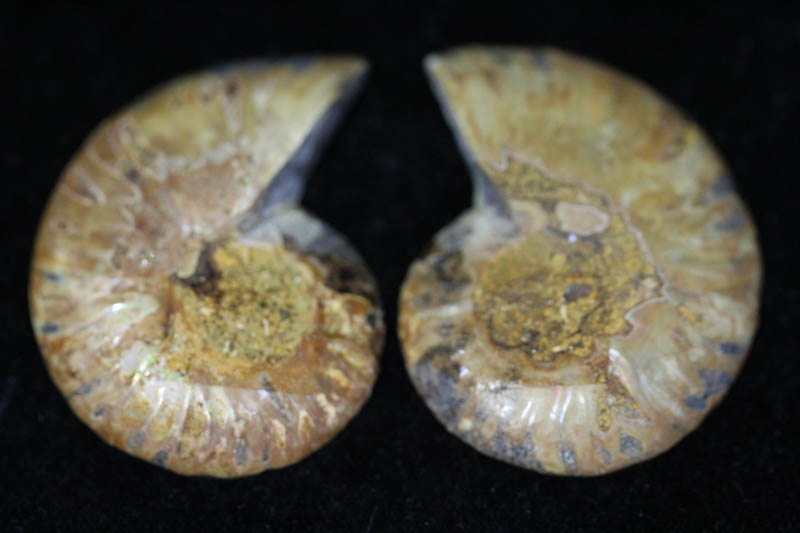 Cleoniceras Ammonite Halves - Super Mini-1528