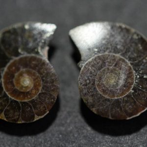 Cleoniceras Ammonite Halves - Super Mini-0