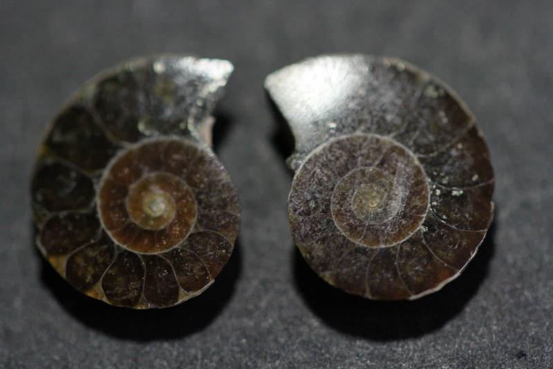 Cleoniceras Ammonite Halves - Super Mini-0