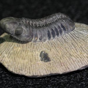 Trilobite - Phacops Africanus-0