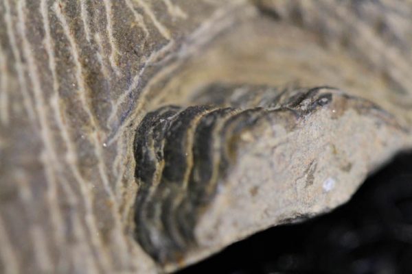 Trilobite - Phacops Africanus-3028