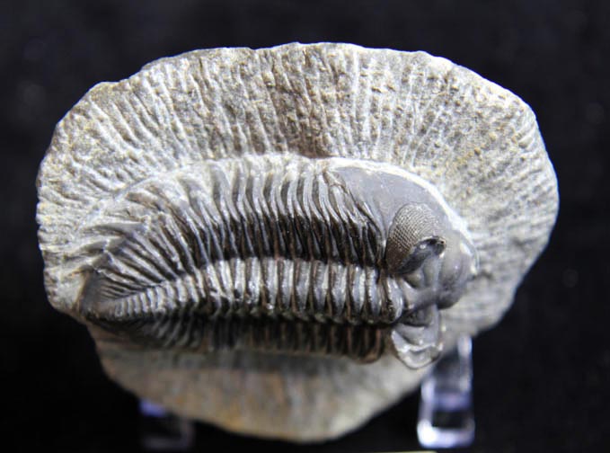 Trilobite Coltraenia oufatenensis-917