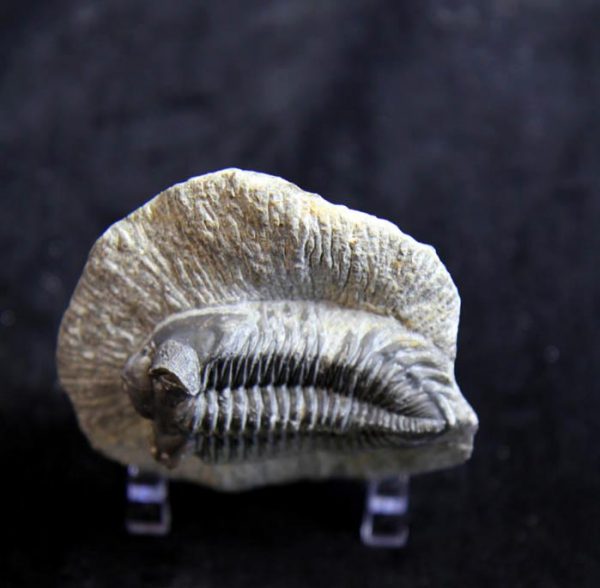 Trilobite Coltraenia oufatenensis-916