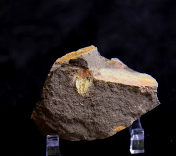 Trilobite Estaingia bilobata -922
