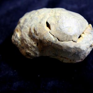 Trilobite Flexicalymene ouzregui-0