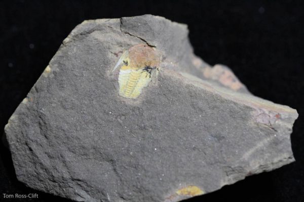 Trilobite Estaingia bilobata -928