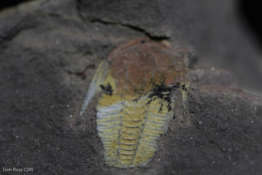 Trilobite Estaingia bilobata -0