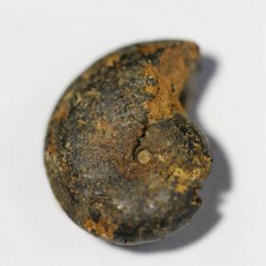 Hematite Mini Ammonite-0