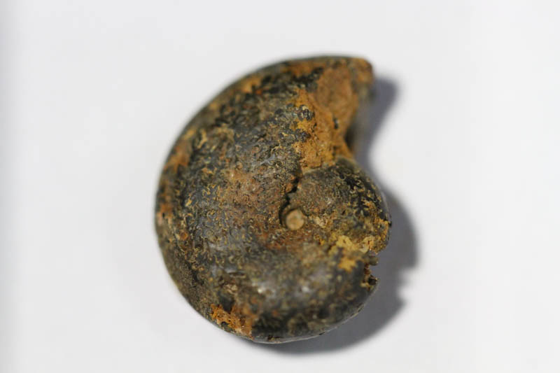 Hematite Mini Ammonite-0