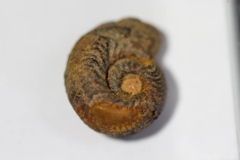 Hematite Mini Ammonite-0